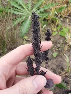 Sumpweed thumbnail 3