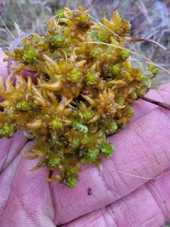 Sphagnum missouricum thumbnail 4
