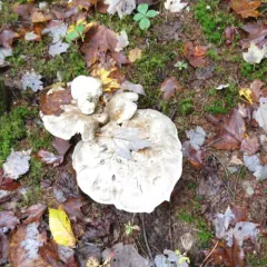 Catathelasma ventricosum thumbnail 1