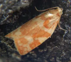 Larger Boxelder Leafroller Moth thumbnail 3