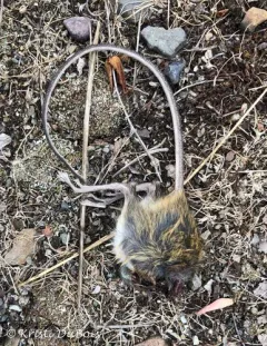 Southwestern Jumping Mouse thumbnail 2