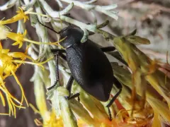 Eleodes humeralis thumbnail 3