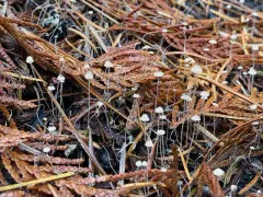 Marasmiellus filopes thumbnail 2