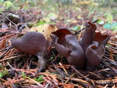 Otidea smithii thumbnail 4