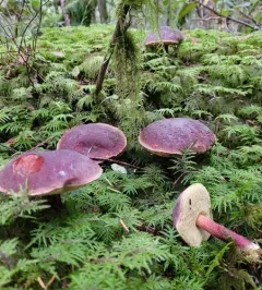 Zeller's bolete thumbnail 3
