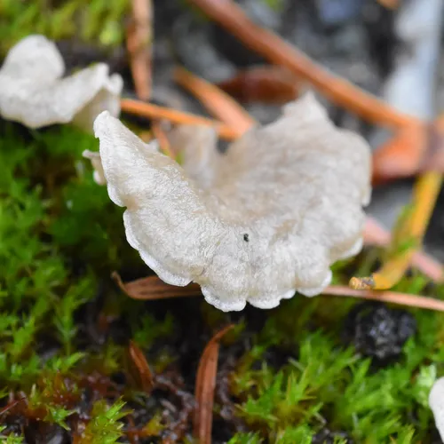 Small Moss Oysterling