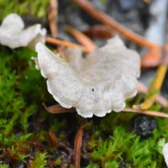 Small Moss Oysterling thumbnail 1