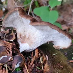 Bitter Iodine Polypore thumbnail 3