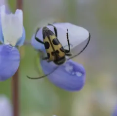 Judolia instabilis thumbnail 4