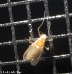 Procladius bellus thumbnail 2