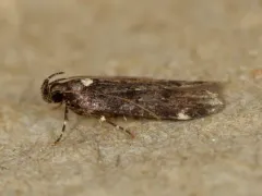 Chionodes argentipunctella thumbnail 3