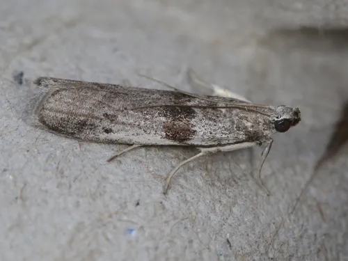 Black-banded Homoeosoma Moth