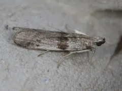 Black-banded Homoeosoma Moth thumbnail 1