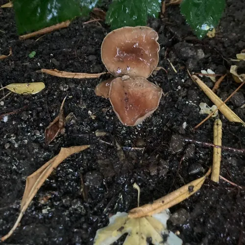 Red-stemmed Gymnopus