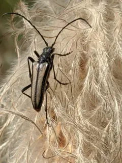 Stenocorus obtusus thumbnail 4