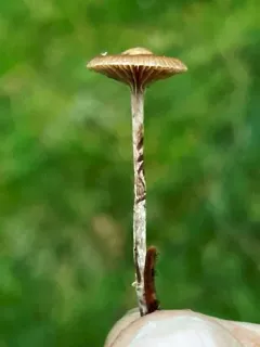 Deconica inquilina thumbnail 3