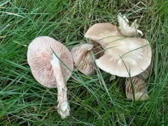 Entoloma griseum thumbnail 3