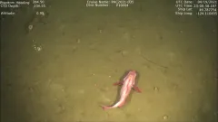 Splitnose Rockfish thumbnail 4