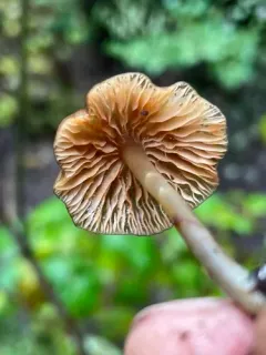 Entoloma subrubineum thumbnail 3