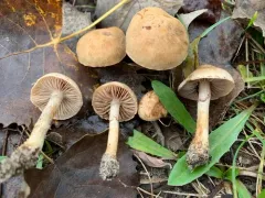 Hebeloma colvinii thumbnail 2