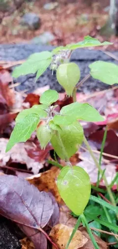 hairy groundcherry thumbnail 2