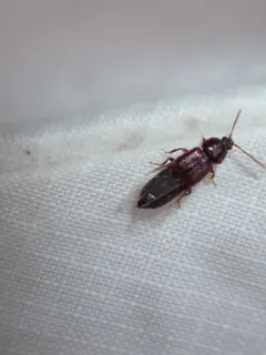 Crenate Ocellate Rove Beetle thumbnail 4