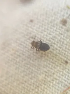 yellowish planthopper thumbnail 2