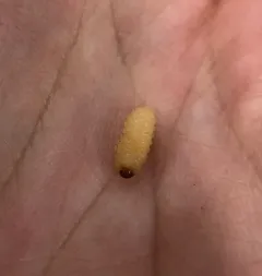 California Acorn Weevil thumbnail 4