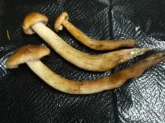Tricholoma transmutans thumbnail 2