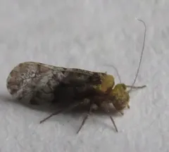 Trichadenotecnum alexanderae thumbnail 1