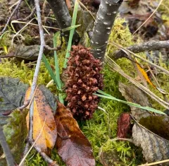 Northern Groundcone thumbnail 2