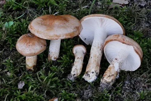 Hygrophorus glutinosus