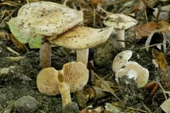 Hebeloma caulocystidiosum thumbnail 1