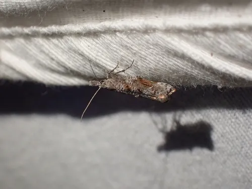 Ypsolopha senex