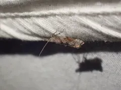 Ypsolopha senex thumbnail 1