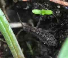 Isotomurus maculatus thumbnail 1