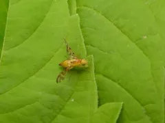 Strauzia longitudinalis thumbnail 4
