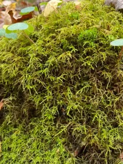 Shaded Wood-moss thumbnail 3