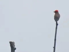 Vermilion Flycatcher thumbnail 2