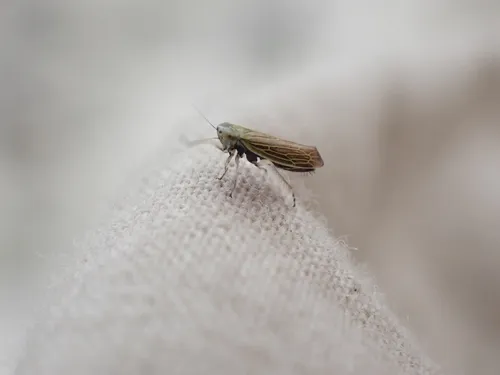 Cicadula longiseta