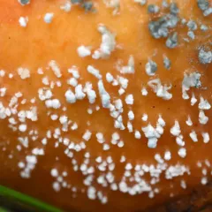 Apple blue mold thumbnail 2