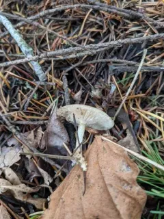 Pink-gilled Clitocybe thumbnail 1