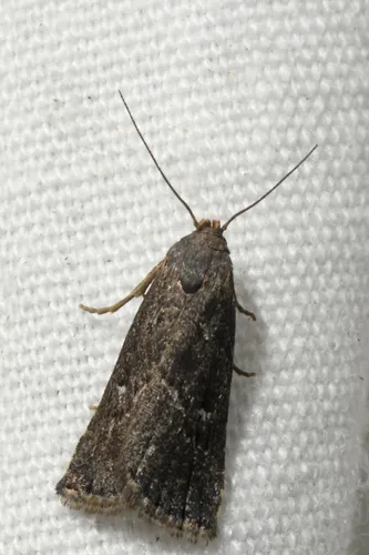 Hypenodes sombrus