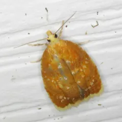 Blueberry Leaftier Moth thumbnail 4