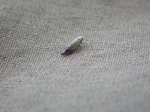 Pasaremus concentricus