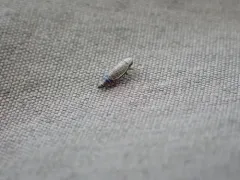 Pasaremus concentricus thumbnail 1
