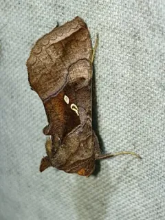 Pink-washed Looper Moth thumbnail 4
