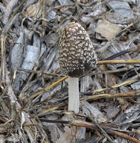 Magpie Inkcap