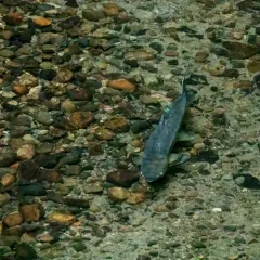 Chum Salmon thumbnail 3