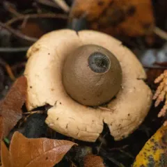 rounded earthstar thumbnail 2